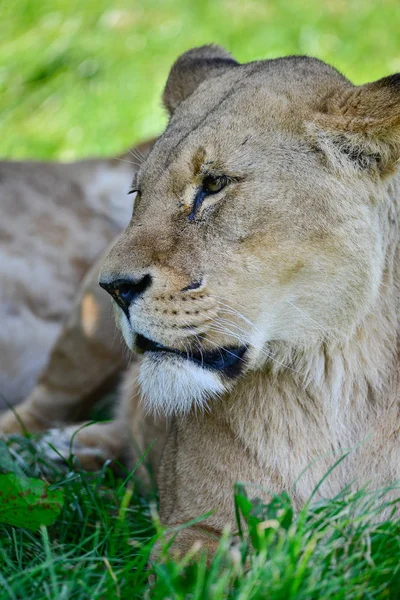 Belo Retrato Fêmea Leão Africano Panthera Leo Leo Sol Verão — Fotografia de Stock