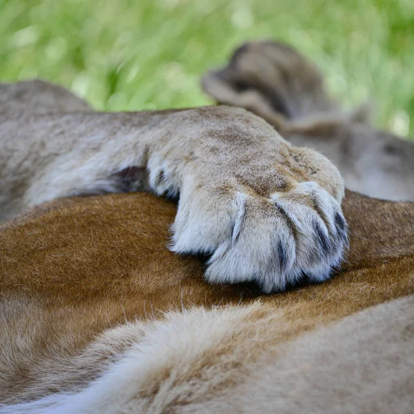 Kép Női Afrikai Oroszlán Panthera Leo Leo Mancs Nyugszik Egy — Stock Fotó