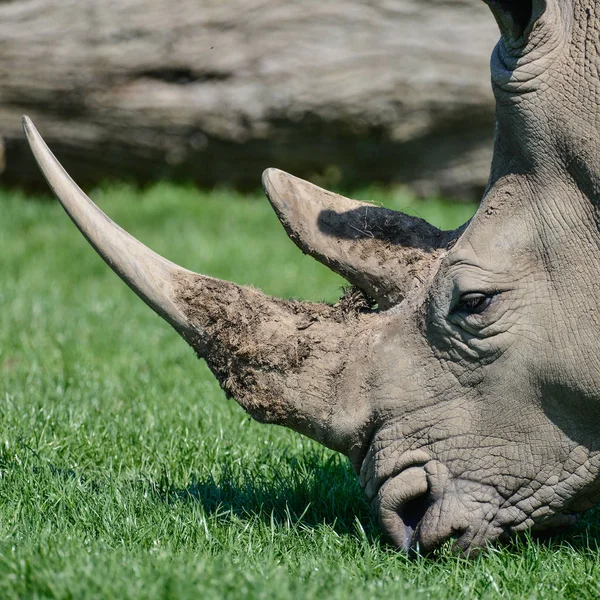 Krásná Detailní Záběr Portrét Jižního Bílého Nosorožce Rhino — Stock fotografie