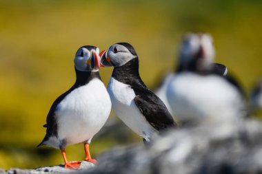 Güzel Atlantik mesajlaştığı veya Comon Puffin Fratercula Arctica parlak bahar gününde Northumberland İngiltere'de