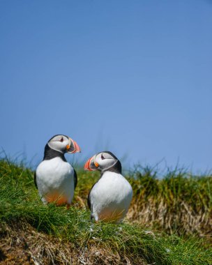 Güzel Atlantik mesajlaştığı veya Comon Puffin Fratercula Arctica parlak bahar gününde Northumberland İngiltere'de