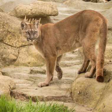 Puma Concolor güzel görüntü renkli peyzaj taşları arasında