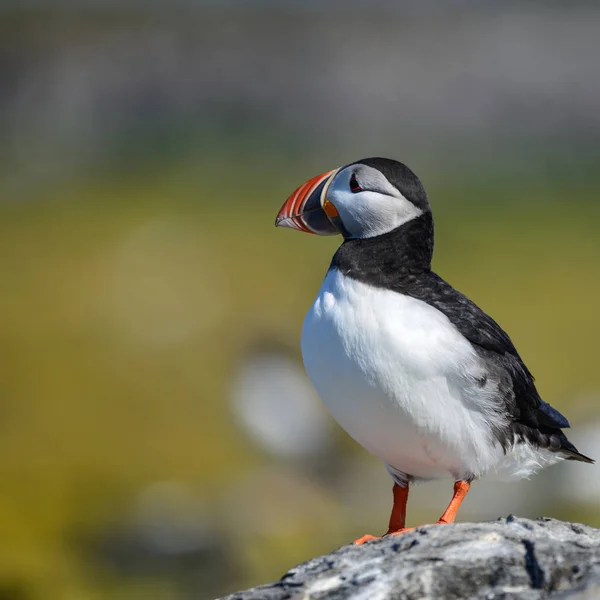 Güzel Atlantik Mesajlaştığı Veya Comon Puffin Fratercula Arctica Parlak Bahar — Stok fotoğraf