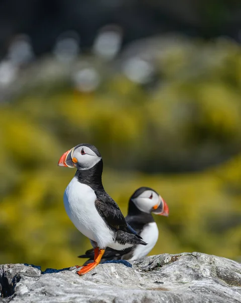 Güzel Atlantik mesajlaştığı veya Comon Puffin Fratercula Arctica parlak bahar gününde Northumberland İngiltere'de