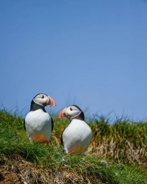 Güzel Atlantik mesajlaştığı veya Comon Puffin Fratercula Arctica parlak bahar gününde Northumberland İngiltere'de