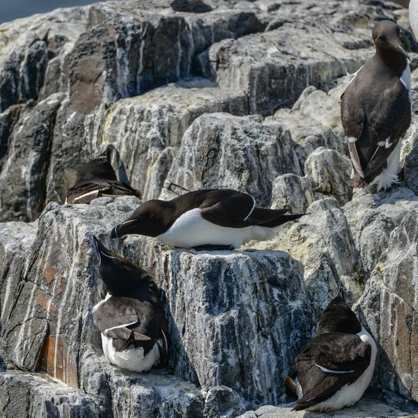 Mooie Erop Paren Van Gewone Alk Vogels Alca Torda Northumberland — Stockfoto