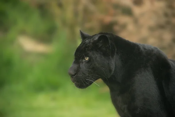Stunning Portrait Black Panther Panthera Pardus Colorful Landscape — Stock Photo, Image