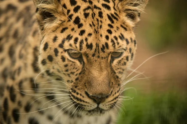 Εντυπωσιακά Κοντά Επάνω Πορτρέτο Της Jaguar Panthera Onca Στο Πολύχρωμο — Φωτογραφία Αρχείου