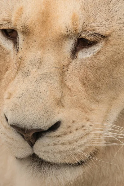 Потрясающий Интимный Портрет Белого Барбари Атлас Льва Пантеры Льва Льва — стоковое фото
