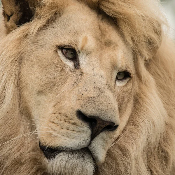 Lenyűgöző Bensőséges Portrét Fehér Berber Atlas Oroszlán Panthera Leo — Stock Fotó