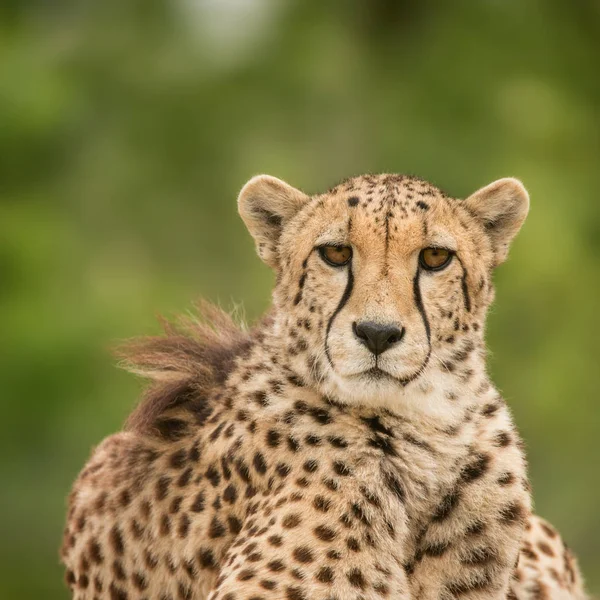 Impressionante Retrato Íntimo Cheetah Acinonyx Jubatus Paisagem Colorida — Fotografia de Stock