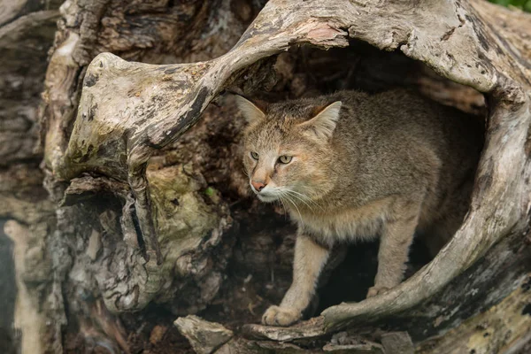 Beautiful Image Jungle Cat Felis Chaus Hollowed Out Tree Trunk — Stock Photo, Image
