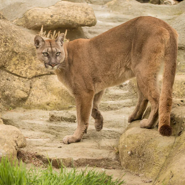 Vacker Bild Puma Concolor Bland Klipporna Färgstarka Landskap — Stockfoto