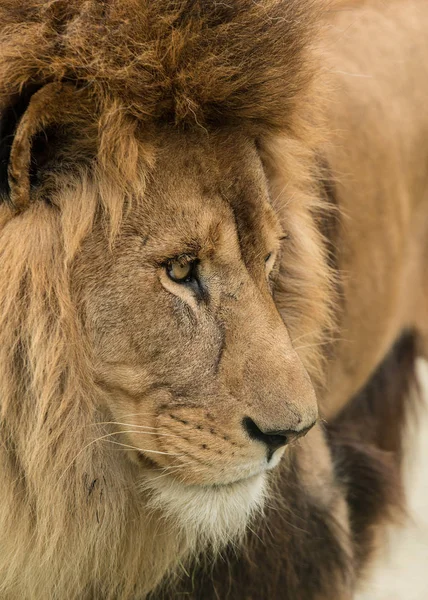 Fantastisk Intimt Porträtt Bild Kungen Djungeln Barbary Atlas Lion Panthera — Stockfoto