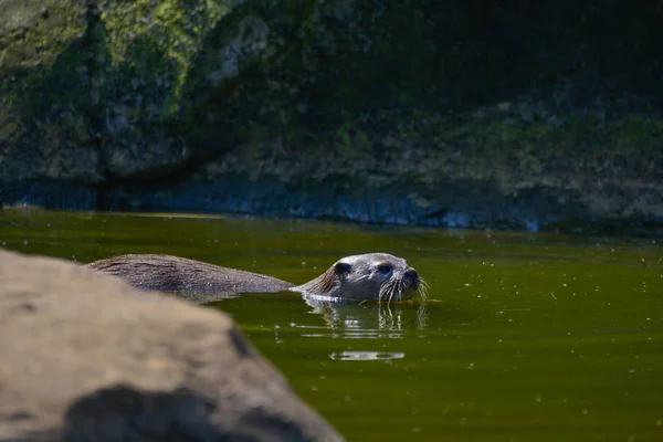 Otter Terkecil Dunia Asian Small Clawed Otter Aonyx Cinerus Atas — Stok Foto