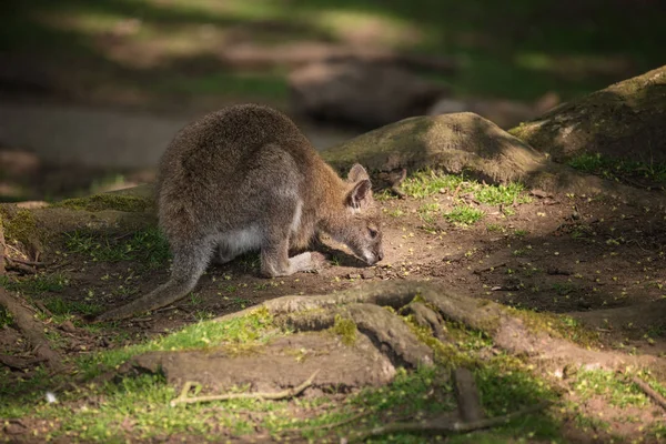 Orman Kanguru Yaban Hayatı Diprotodontia Macropoidae Bir Çantada Yound Joey — Stok fotoğraf