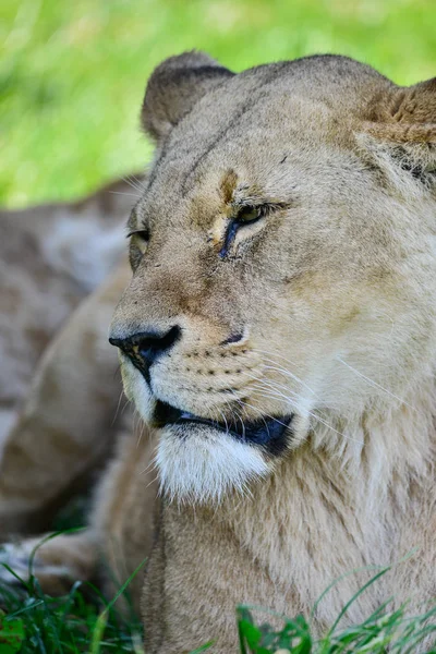 Belo Retrato Fêmea Leão Africano Panthera Leo Leo Sol Verão — Fotografia de Stock