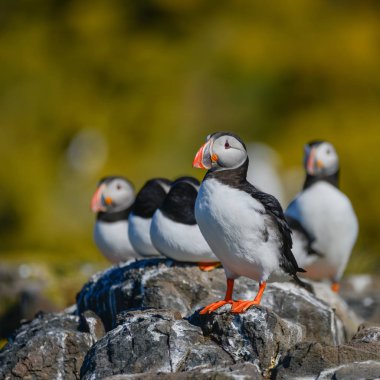 Güzel Atlantik mesajlaştığı veya Comon Puffin Fratercula Arctica parlak bahar gününde Northumberland İngiltere'de