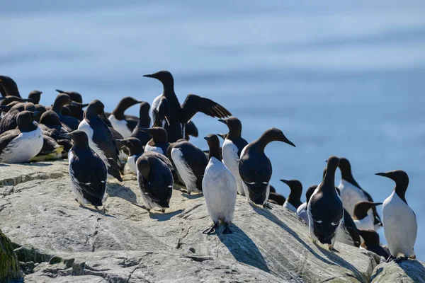 Mooi Zeekoet Mure Rotswand Heldere Lente — Stockfoto