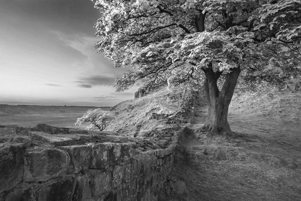 Impresionante Imagen Paisaje Blanco Negro Sycamore Gap Hadrian Wall Northumberland — Foto de Stock