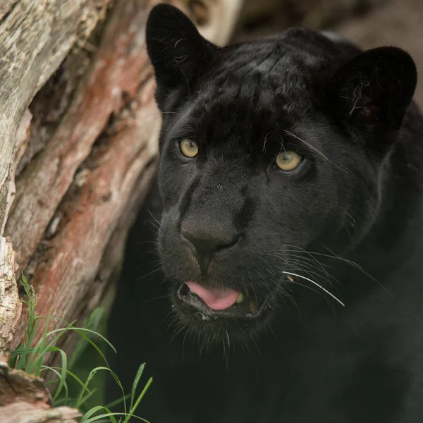 Stunning portrait of black panther panthera pardus in colorful landscape