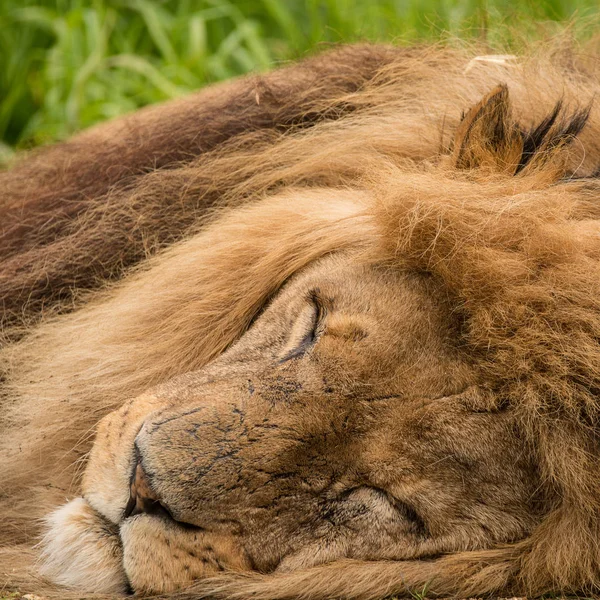 白巴里地图集狮子虎狮子座惊人的亲密肖像 — 图库照片