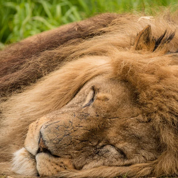 Prachtige Intieme Portret Van Witte Barbarijse Atlas Leeuw Panthera Leo — Stockfoto