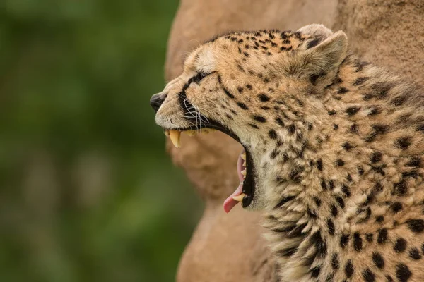 Impresionante Retrato Íntimo Cheetah Acinonyx Jubatus Paisaje Colorido — Foto de Stock