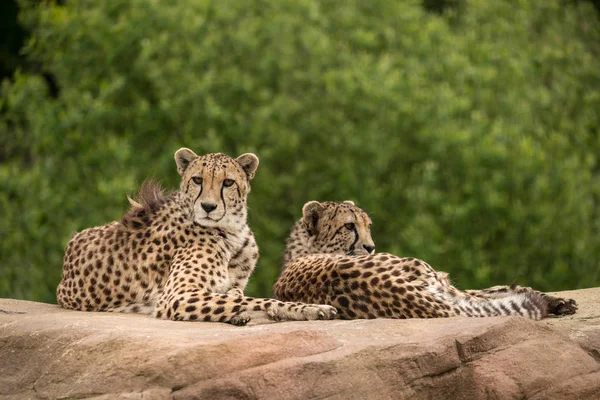 Superbe Portrait Intime Cheetah Acinonyx Jubatus Dans Paysage Coloré — Photo