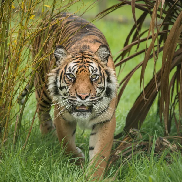 Stunning Portrait Tiger Panthera Tigris Walking Long Grass Vibrant Landscape — Stock Photo, Image