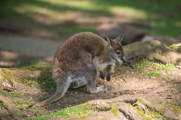 Orman Kanguru Yaban Hayatı Diprotodontia Macropoidae Bir Çantada Yound Joey — Stok fotoğraf