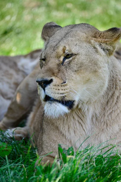 Belo Retrato Fêmea Leão Africano Panthera Leo Leo Sol Verão — Fotografia de Stock