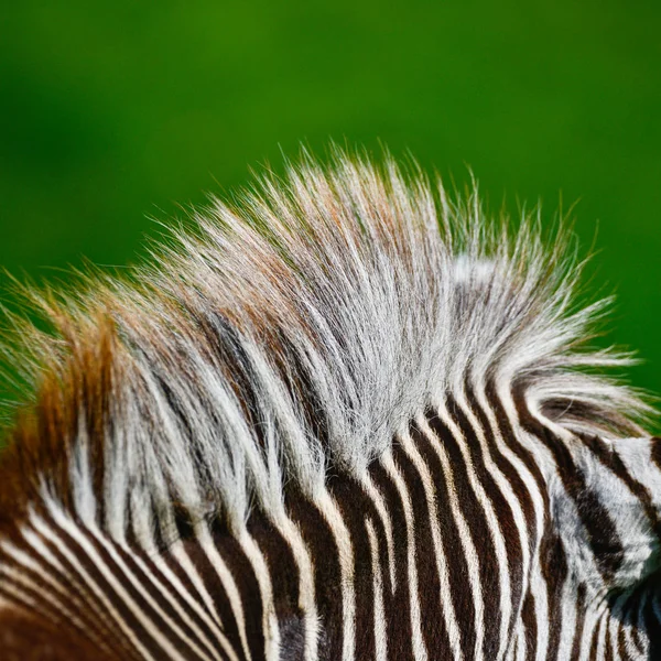 Belo Detalhe Íntimo Perto Zebra Equus Quagga Chapmani Mane Chapman — Fotografia de Stock