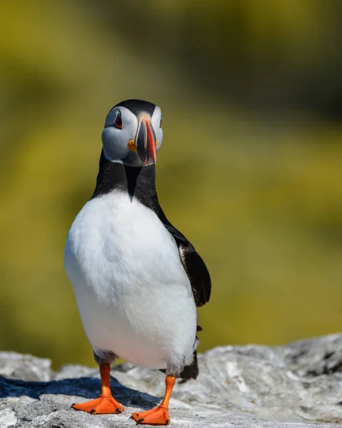 Piękny Maskonur Lub Comon Puffin Fratercula Arctica Northumberland Anglia Jasny — Zdjęcie stockowe