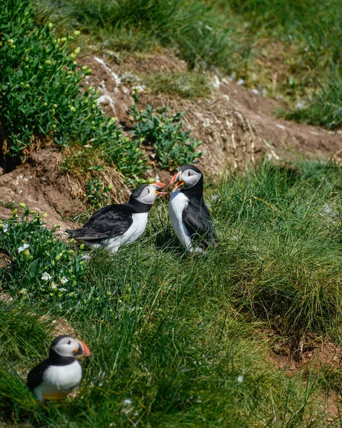 Güzel Atlantik Mesajlaştığı Veya Comon Puffin Fratercula Arctica Parlak Bahar — Stok fotoğraf