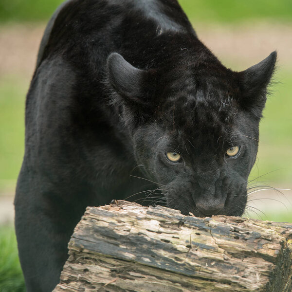Stunning portrait of black panther panthera pardus in colorful landscape