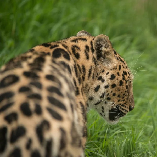 Stunning Close Portrait Jaguar Panthera Onca Colorful Vibrant Landscape — Stock Photo, Image