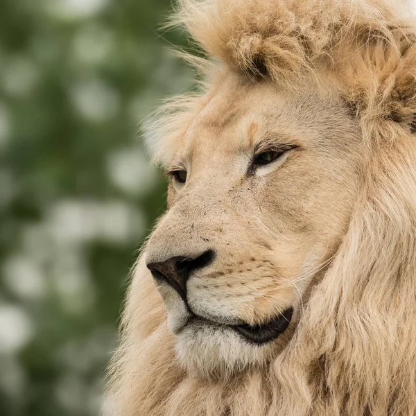 Fantastisk Intimt Porträtt Vita Barbary Atlas Lion Panthera Leo — Stockfoto