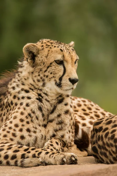 Fantastisk Intimt Porträtt Cheetah Acinonyx Jubatus Färgstarka Landskap — Stockfoto