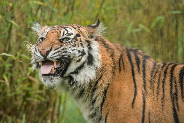 Splendido Ritratto Della Tigre Panthera Tigri Che Cammina Attraverso Erba — Foto Stock