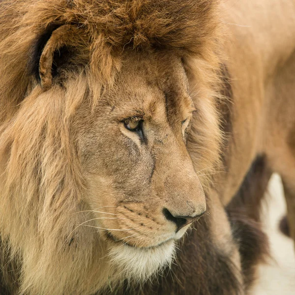 Stunning Intimate Portrait Image King Jungle Barbary Atlas Lion Panthera — Stock Photo, Image