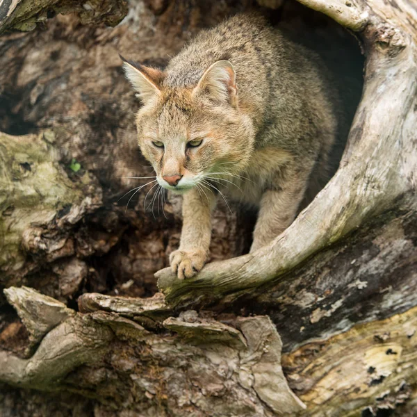 Belle Image Chat Jungle Felis Chaus Dans Tronc Arbre Creusé — Photo