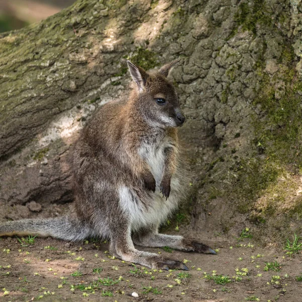 Orman Kanguru Yaban Hayatı Diprotodontia Macropoidae Bir Çantada Yound Joey — Stok fotoğraf