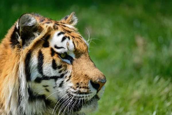 Retrato Del Tigre Amur Siberiano Panthera Tigris Tigris Verano —  Fotos de Stock