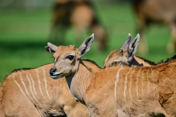 年轻的伊兰羚羊动物 Taurotragus 羚羊在夏天 — 图库照片