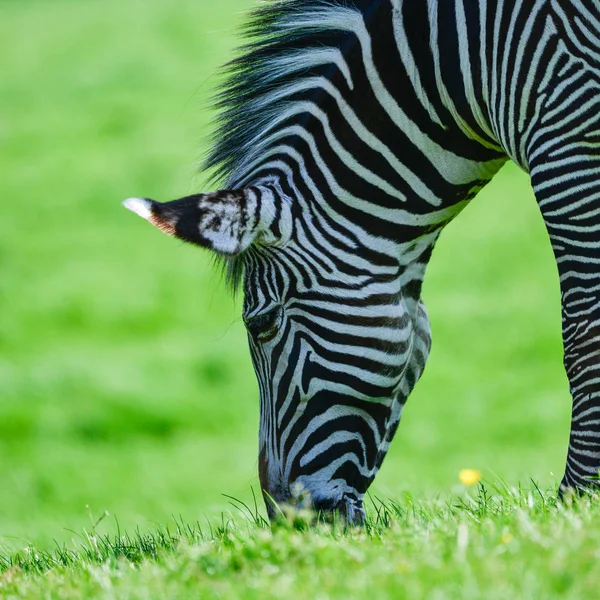 Beau Portrait Intime Gros Plan Zebra Equus Quagga Chapmani Chapman — Photo