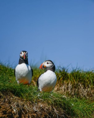 Güzel Atlantik mesajlaştığı veya Comon Puffin Fratercula Arctica parlak bahar gününde Northumberland İngiltere'de