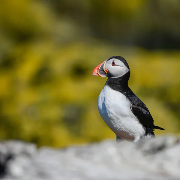 Красивим Тупик Атлантичний Comon Puffin Fratercula Arctica Нортумберленд Англії Світлий — стокове фото