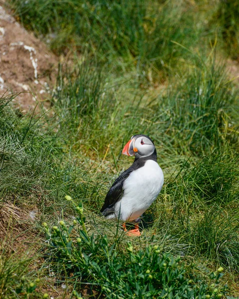 Beautiful Atlantic Puffin or Comon Puffin Fratercula Arctica in Northumberland England on bright Spring day