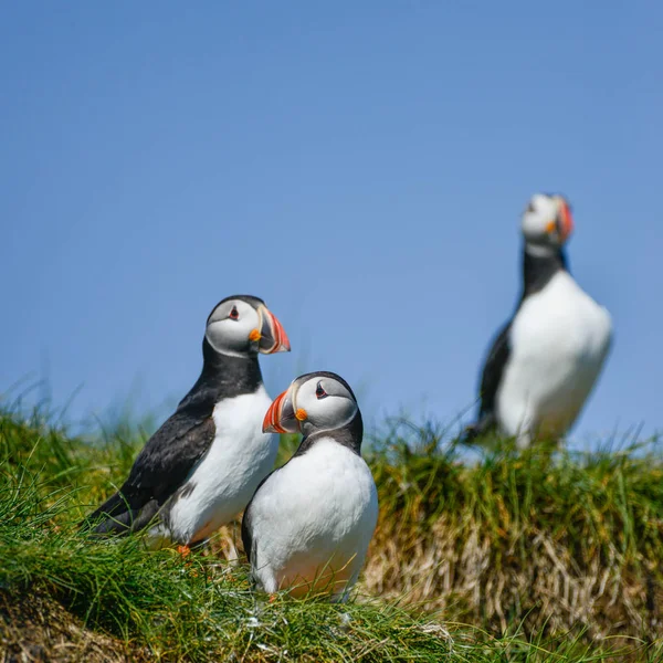 Beautiful Atlantic Puffin or Comon Puffin Fratercula Arctica in Northumberland England on bright Spring day